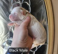 F1 Mini Male Cockapoo - Black Collar, a male Cockapoo for sale in Mocksville, NC – Photo 6 of 8