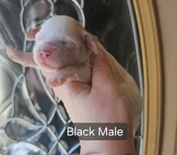 F1 Mini Male Cockapoo - Black Collar, a male Cockapoo for sale in Mocksville, NC – Photo 4 of 8