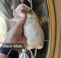 F1 Mini Male Cockapoo - Black Collar, a male Cockapoo for sale in Mocksville, NC – Photo 7 of 8