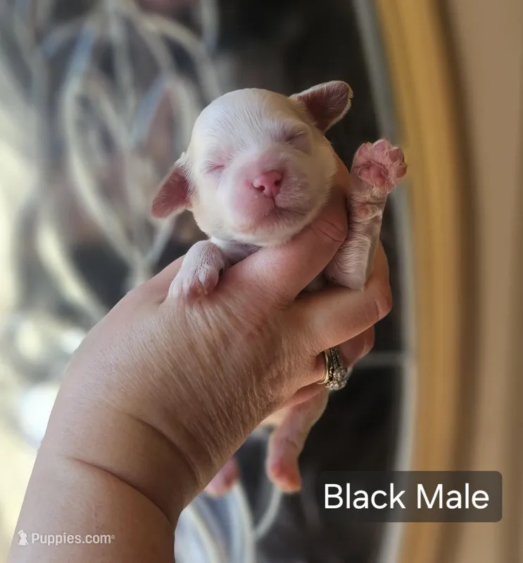 F1 Mini Male Cockapoo - Black Collar – Cockapoo puppy for sale in Mocksville, NC