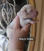 F1 Mini Male Cockapoo - Black Collar, a male Cockapoo for sale in Mocksville, NC – Photo 5 of 8