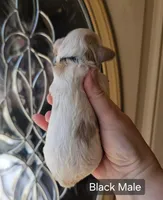 F1 Mini Male Cockapoo - Black Collar, a male Cockapoo for sale in Mocksville, NC – Photo 8 of 8