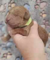 Yellow Collar Male, a male Goldendoodle for sale in Mocksville, NC – 8 of 10