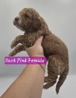 Dark Pink Female , a female Goldendoodle for sale in Mocksville, NC – 5 of 9