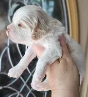 CKC White & Apricot Female , a female Cockapoo for sale in Clemmons, NC – 2 of 10