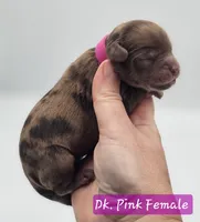 Dark Pink Collar Female , a female Cockapoo for sale in Mocksville, NC – 8 of 10
