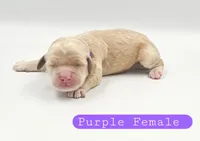 Purple Female, a female Cockapoo for sale in Mocksville, NC – 4 of 5