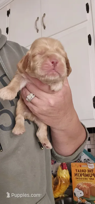 Blue Collar Male – Cocker Spaniel puppy for sale in Mocksville, NC