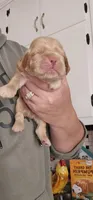 Blue Collar Male, a male Cocker Spaniel for sale in Mocksville, NC – 1 of 9