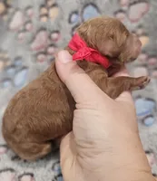 Red Collar Female, a female Goldendoodle for sale in Mocksville, NC – 6 of 9