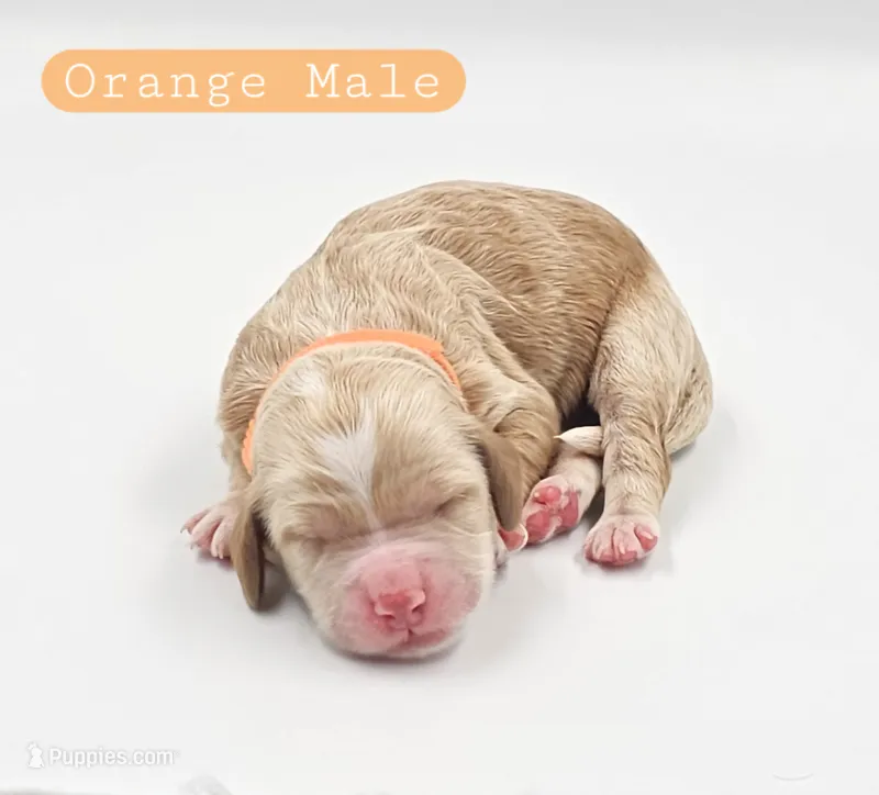 Orange Male – Cockapoo puppy for sale in Mocksville, NC