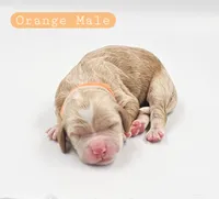 Orange Male, a male Cockapoo for sale in Mocksville, NC – 1 of 4