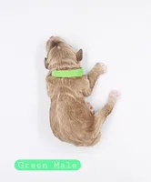 Green Male, a male Cockapoo for sale in Mocksville, NC – 4 of 4