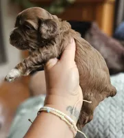 Pink Female , a female Cockapoo for sale in Mocksville, NC – 6 of 10