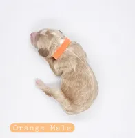Orange Male, a male Cockapoo for sale in Mocksville, NC – 2 of 4