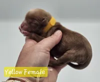 Yellow Collar Female , a female Cockapoo for sale in Mocksville, NC – 4 of 6