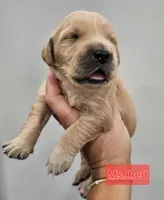 Red Collar Female, a female Golden Retriever for sale in Mocksville, NC – 8 of 10