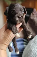 Green Male, a male Cockapoo for sale in Mocksville, NC – 5 of 10