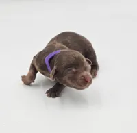 Purple Collar Female , a male Cockapoo for sale in Clemmons, NC – 9 of 10