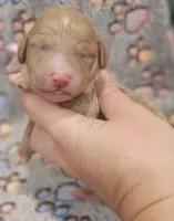 Purple Colla Female, a female Goldendoodle for sale in Mocksville, NC – 9 of 10