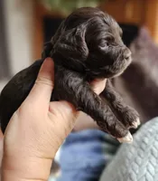 Green Male, a male Cockapoo for sale in Mocksville, NC – 4 of 10