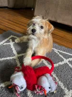 Wasabi, a female Miniature Goldendoodle for sale in Mocksville, NC – 1 of 1