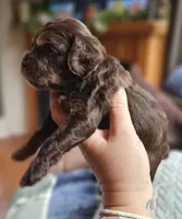 Purple Female, a female Cockapoo for sale in Mocksville, NC – 2 of 10