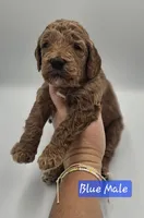Blue Male, a male Goldendoodle for sale in Mocksville, NC – 3 of 8