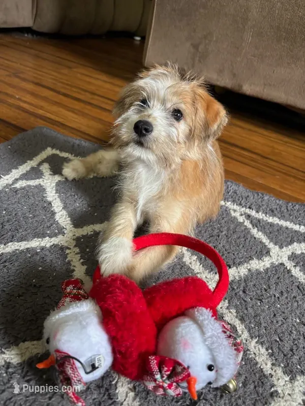 Wasabi – Huskydoodle puppy for sale in Mocksville, NC