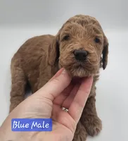 Blue Male, a male Goldendoodle for sale in Mocksville, NC – 7 of 8