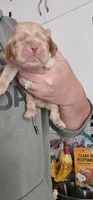 Blue Collar Male, a male Cocker Spaniel for sale in Mocksville, NC – 8 of 9