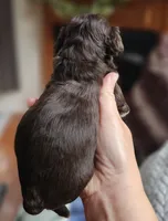 Green Male, a male Cockapoo for sale in Mocksville, NC – 6 of 10