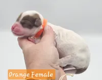 Orange Collar Female , a female Cockapoo for sale in Mocksville, NC – 8 of 8