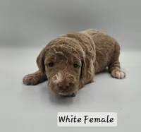White Female , a female Goldendoodle for sale in Mocksville, NC – 4 of 8