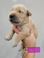 Pink Female , a female Golden Retriever for sale in Mocksville, NC – 2 of 8