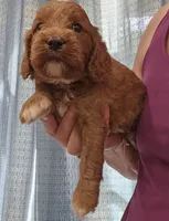 Black Collar Male, a male Cockapoo for sale in Mocksville, NC – 3 of 3