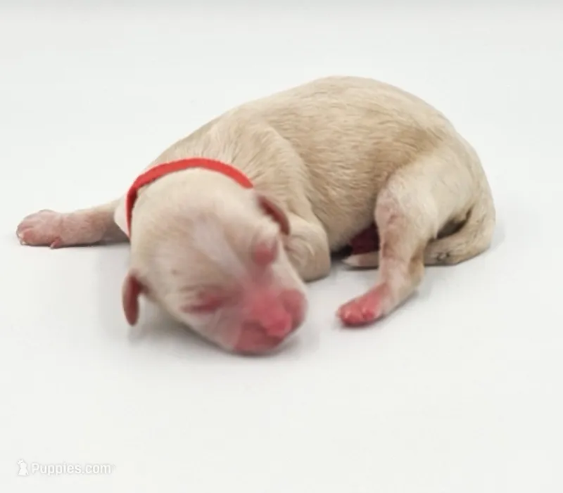 Red Collar Female – Cockapoo puppy for sale in Clemmons, NC