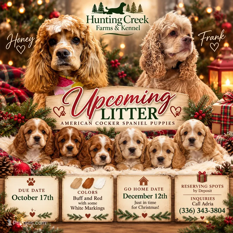 COCKER SPANIELS  – Cocker Spaniel puppy for sale in Mocksville, NC