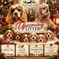 COCKER SPANIELS , a  Cocker Spaniel for sale in Mocksville, NC – 1 of 1