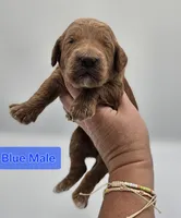 Blue Male , a male Goldendoodle for sale in Mocksville, NC – 9 of 9