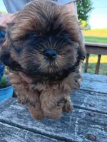 Orange Collar Male, a male Shihpoo for sale in Mocksville, NC – 2 of 2