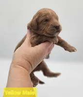 Yellow Male , a male Goldendoodle for sale in Mocksville, NC – 2 of 9
