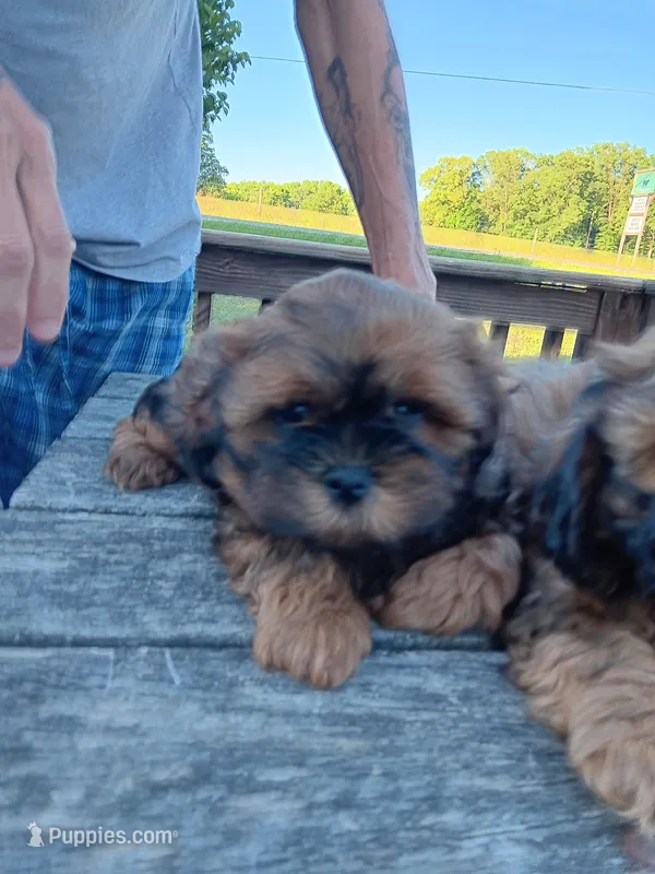Orange Collar Male – Shihpoo puppy for sale in Mocksville, NC