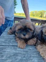 Orange Collar Male, a male Shihpoo for sale in Mocksville, NC – 1 of 2