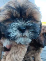 Green Collar Male, a male Shihpoo for sale in Mocksville, NC – 1 of 2