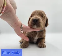 Blue Male , a male Goldendoodle for sale in Mocksville, NC – 8 of 9