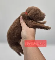 Red Female , a female Goldendoodle for sale in Mocksville, NC – 9 of 10