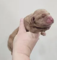 Mini Golden Retrievers, a female Miniature Golden Retriever for sale in Mocksville, NC – Photo 2 of 4