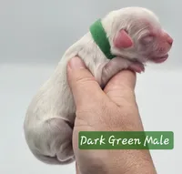 Dark Green Collar Male , a male Cockapoo for sale in Mocksville, NC – 7 of 8