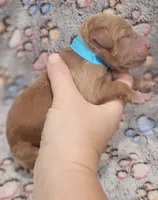 Blue Collar Male, a male Goldendoodle for sale in Mocksville, NC – 5 of 9